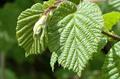 Corylus avellana